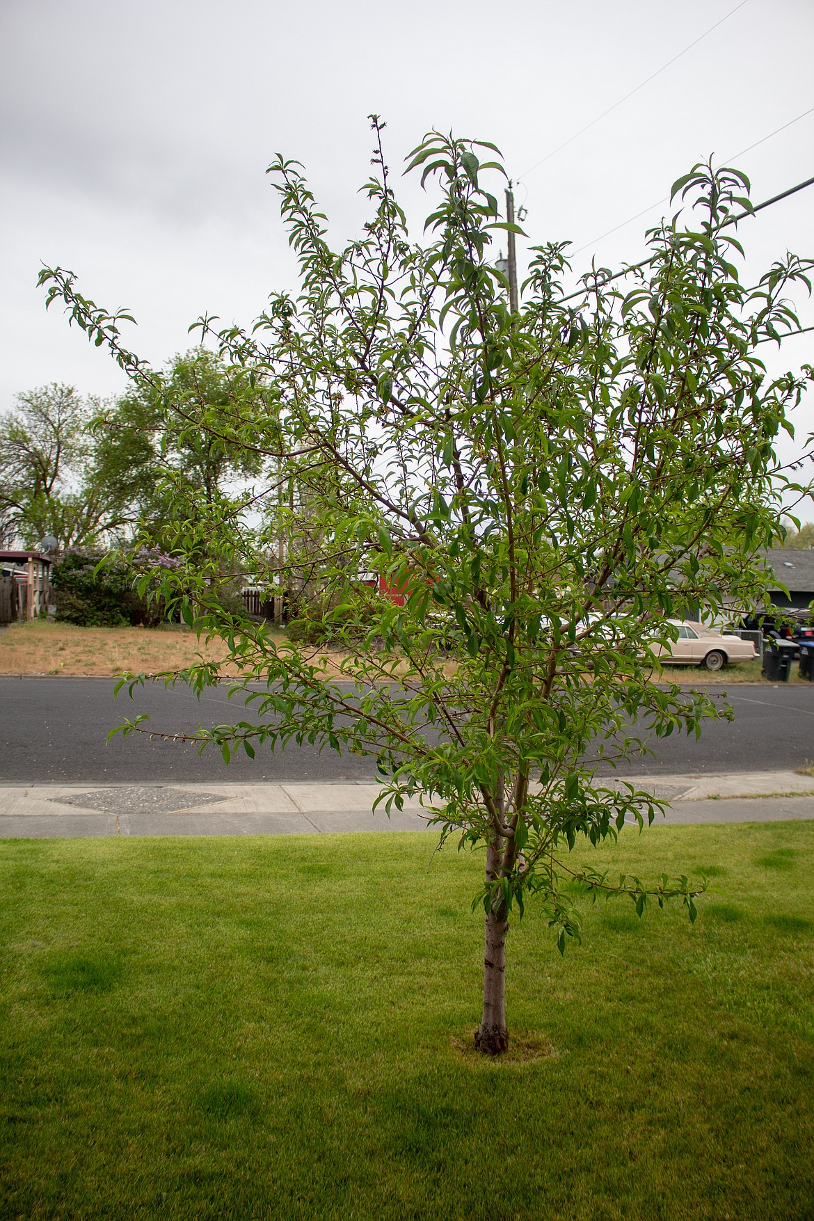 A peach tree in the Mohs family’s front yard in Moses Lake that was started from a peach pit that had been composted.