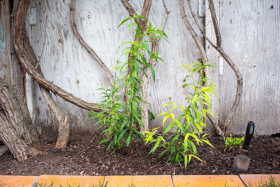 Three young peach trees sit in the garden behind Alicia and Josh Mohs home in Moses Lake, all started from peach pits that had been composted by the family.