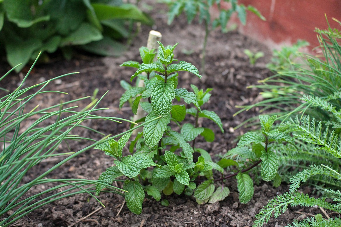 Mint, pictured, and other herbs are scattered throughout Alicia and Josh Mohs garden to help deter some of the less-welcome bugs from making their home in the Moses Lake garden.