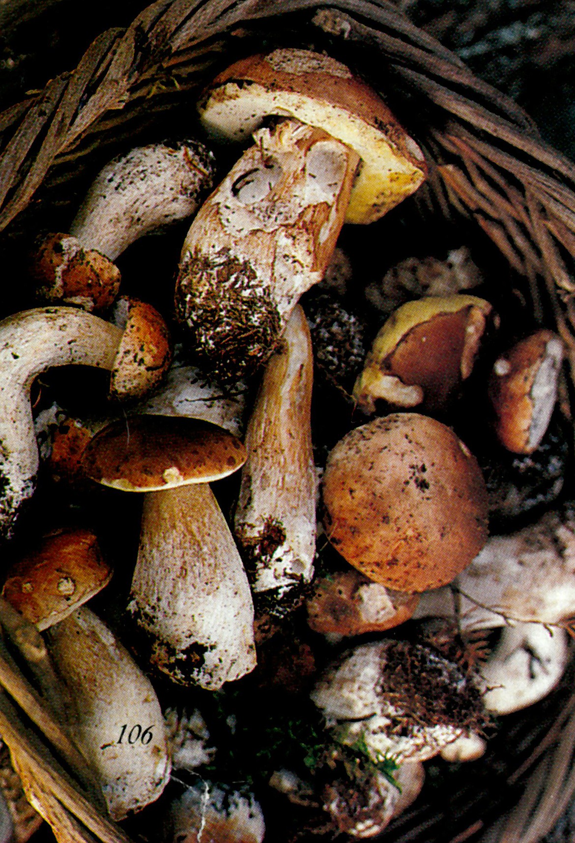 A basket of boletes promises a savory supper.
