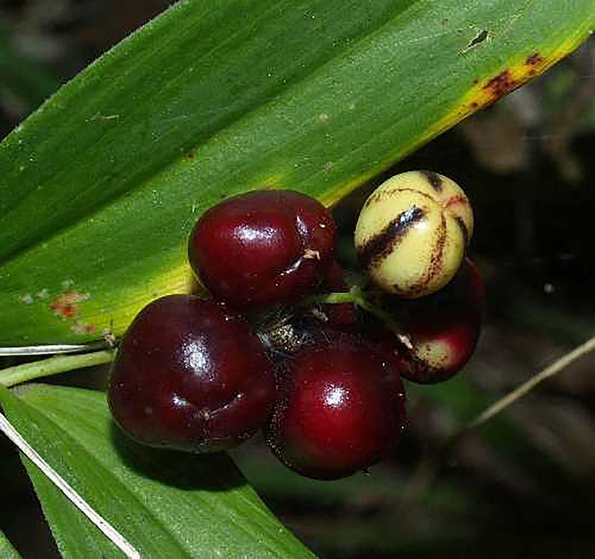 In the fall, the Star-flowered Solomon's Seal clustered flowers mature into pea-sized fruits, dark blue to reddish black when fully ripe. Edible either raw or cooked, the bitter-sweet flavored fruit is a source of vitamin C and was used to prevent scurvy.