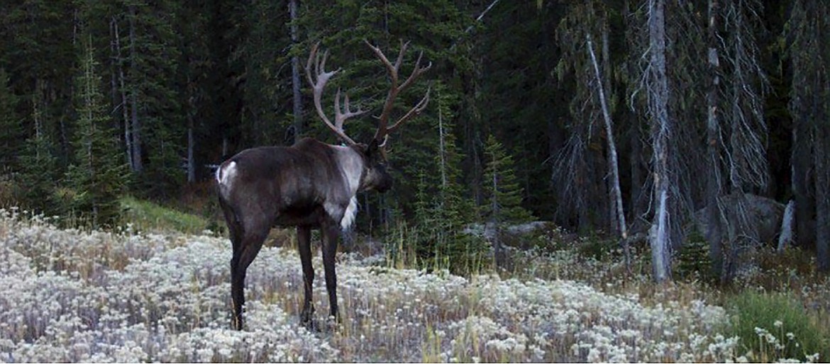 A caribou is pictured in the in the southern Selkirk Mountains in this undated photo.