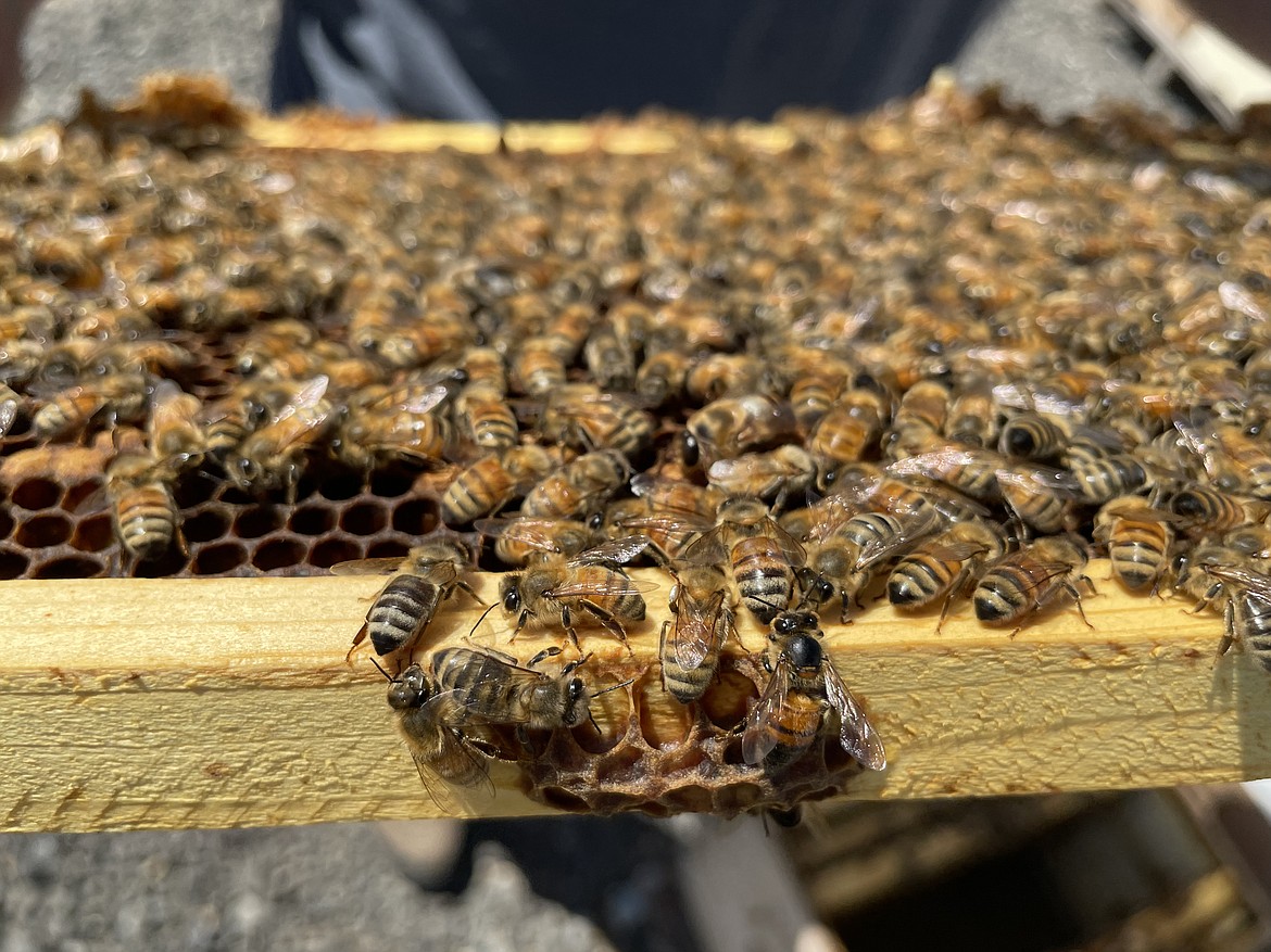 A frame of bees from a fairly healthy hive.