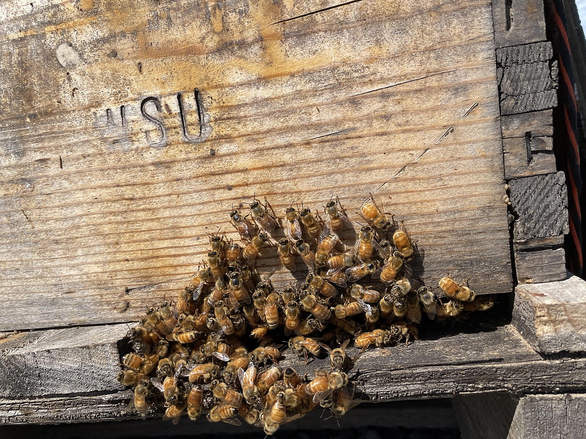 Bees on the porch of a WSU hive.