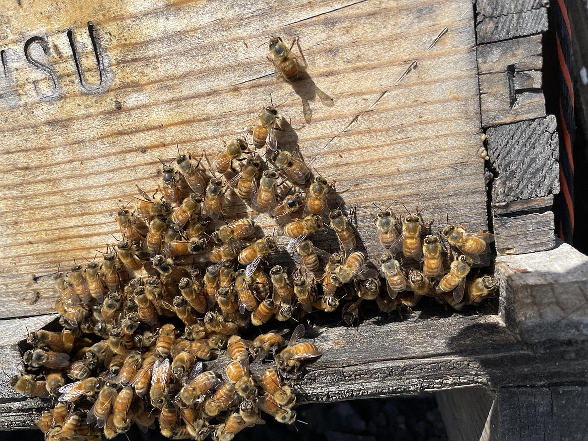 Bees gathering on the porch of a WSU hive at WSU's Honey Bee and Pollinator Research, Extension and Education Facility near Othello.