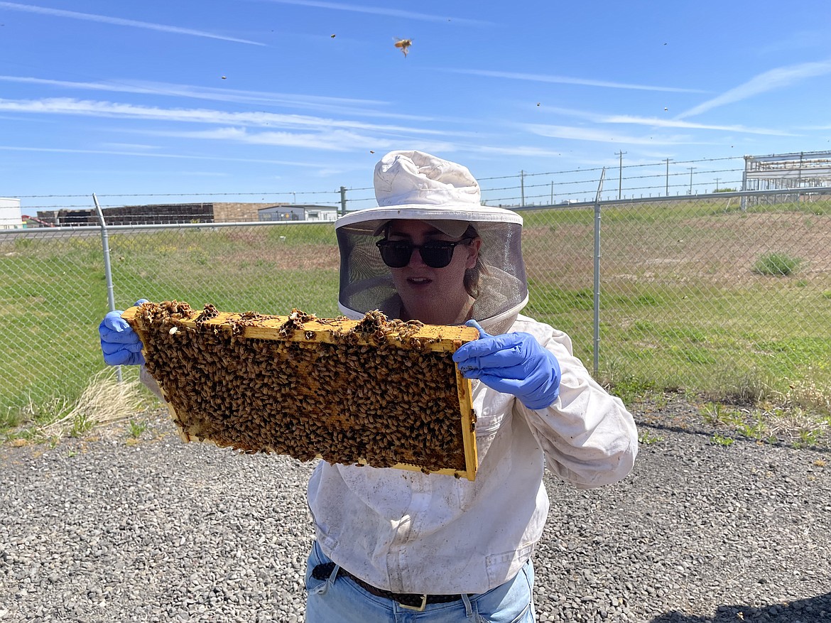 Post-doctoral researcher Kelly Kulhanek examines a frame of bees from a hive to determine how well the hive is doing. "These are all relatively new colonies, and we  just check to make sure they are doing okay, and give them some food I think," she said.