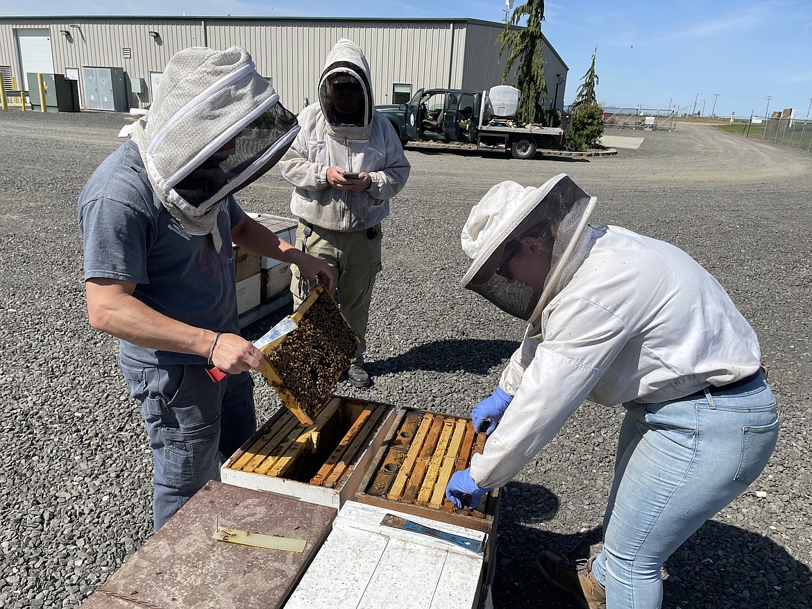 WSU Assistant Research Professor Brandon Hopkins and post-doctoral researcher Kelly Kulhanek examine beehives while graduate student Riley Reed enters data at WSU's Honey Bee and Pollinator Research, Extension and Education Facility near Othello.