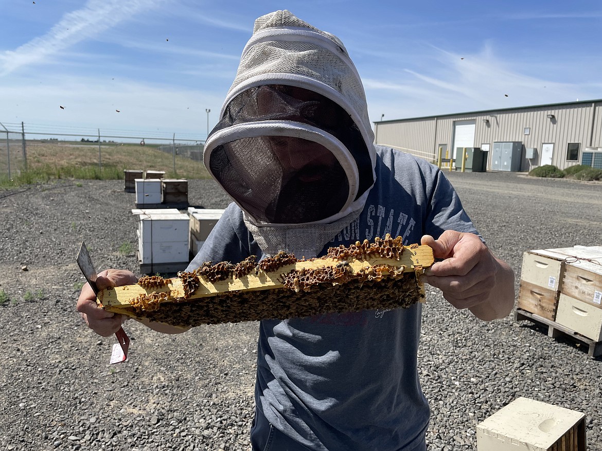 WSU Assistant Research Professor in Entomology Brandon Hopkins examines a frame of bees.