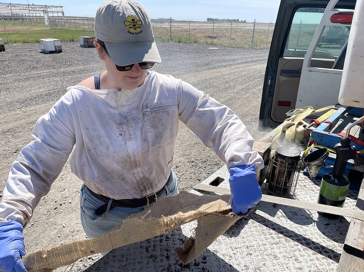 Bee researcher Kelly Kulhanek prepares burlap to use in the smoker, which beekeepers pump into and onto beehives to calm bees agitated when their hives are town open.