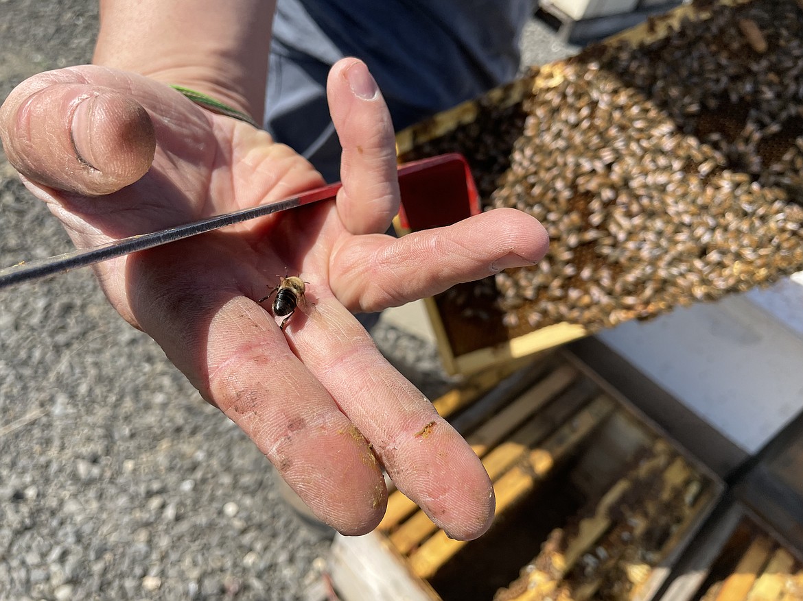 Associate Research Professor in Entomology Brandon Hopkins shows off a stinger less drone he pulled off a frame from a hive. The presence of drones, which exist only to breed with a queen, is a sign a hive is getting ready to swarm, Hopkins said.