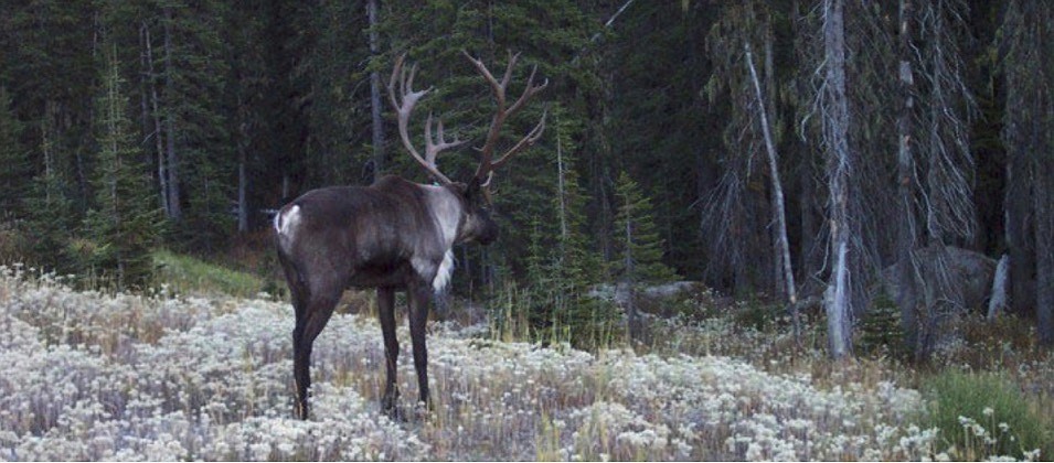 Photo by Tim Layser/Selkirk Conservation Alliance
A caribou in North Idaho.