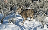 Winter survival estimates for mule deer, elk remain above average