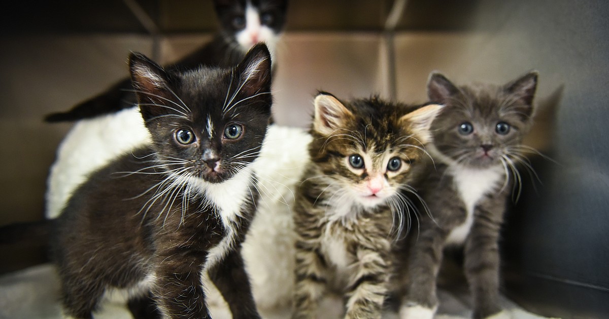 Shelter urges: 'Don't kit-nap kittens' | Daily Inter Lake