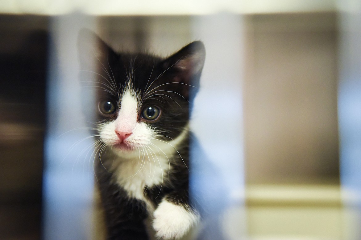 A kitten sits inside a cage at the Flathead County Animal Shelter in Kalispell on Wednesday, May 19. (Casey Kreider/Daily Inter Lake)