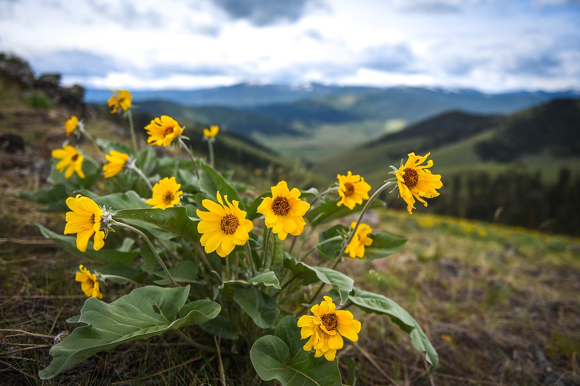 Arrowleaf balsamroot blooms on a hillside at the Bison Range in Moiese on Tuesday, May 18. (Casey Kreider/Daily Inter Lake)