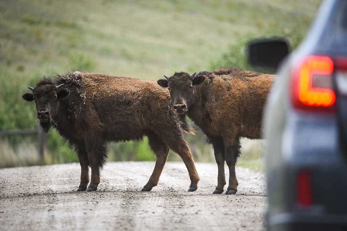 Two young bison cross Red Sleep Mountain Drive at the Bison Range in Moiese on Tuesday, May 18. (Casey Kreider/Daily Inter Lake)