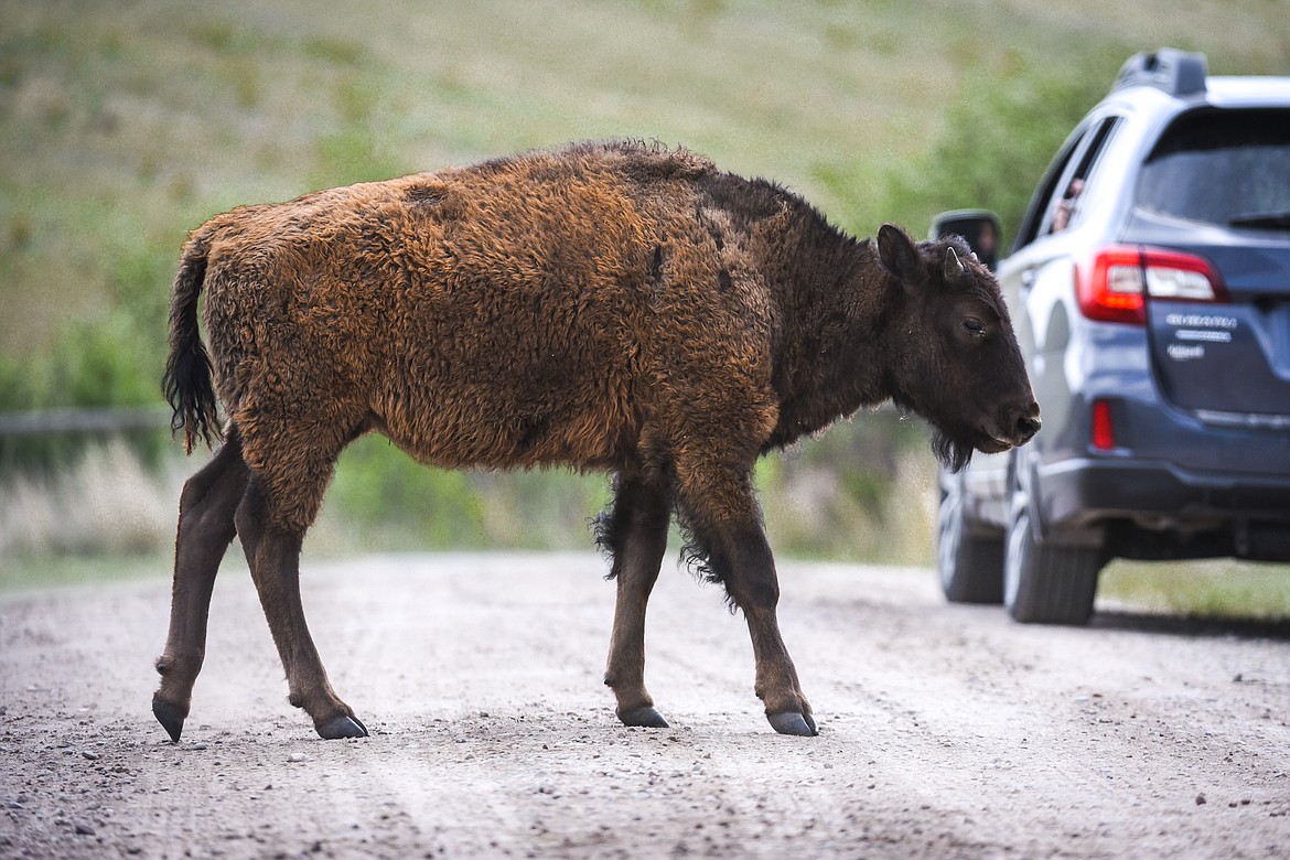 A bison crosses Red Sleep Mountain Drive at the Bison Range in Moiese on Tuesday, May 18. (Casey Kreider/Daily Inter Lake)
