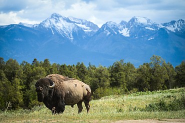 A bison grazes at the Bison Range on the Flathead Reservation on Tuesday, May 18, 2021. (Casey Kreider/Daily Inter Lake)