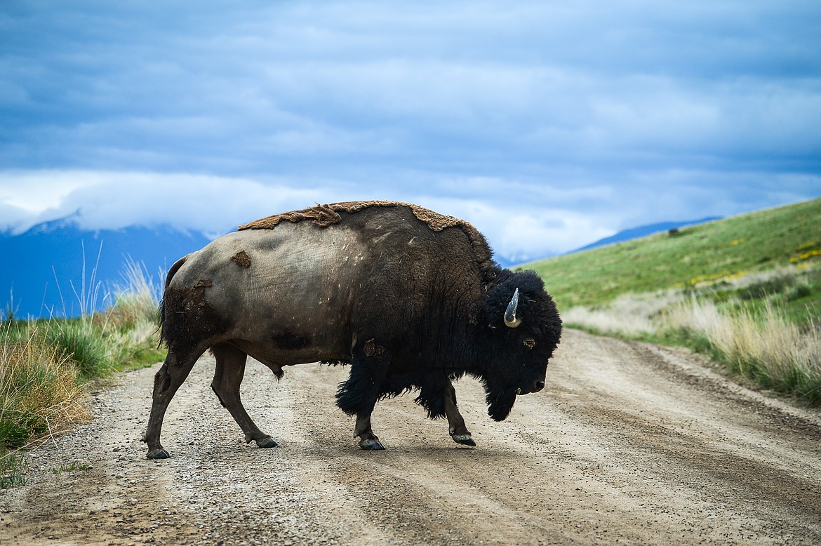 A bison crosses Red Sleep Mountain Drive at the Bison Range in Moiese on Tuesday, May 18. (Casey Kreider/Daily Inter Lake)