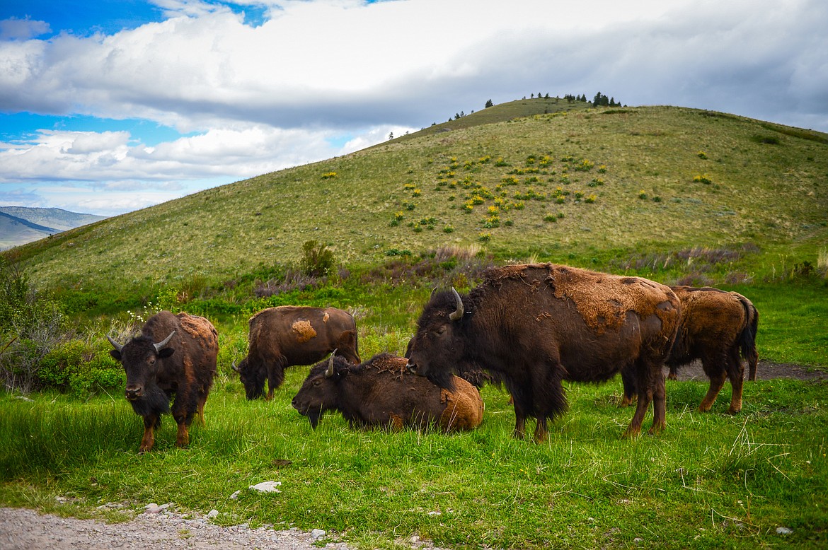 Bison graze along Red Sleep Mountain Drive at the Bison Range in Moiese on Tuesday, May 18. (Casey Kreider/Daily Inter Lake)