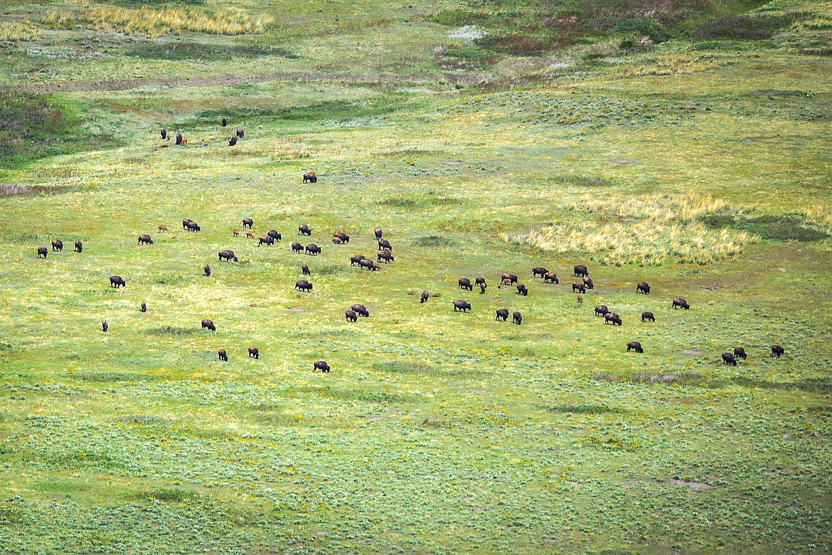 Bison and their calves graze at the Bison Range in Moiese on Tuesday, May 18. (Casey Kreider/Daily Inter Lake)