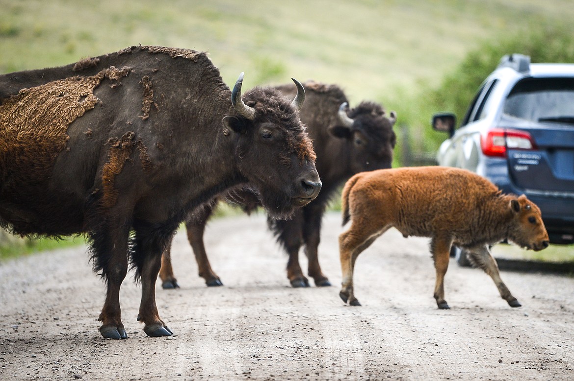 Two bison and a calf cross Red Sleep Mountain Drive at the Bison Range in Moiese on Tuesday, May 18. (Casey Kreider/Daily Inter Lake)