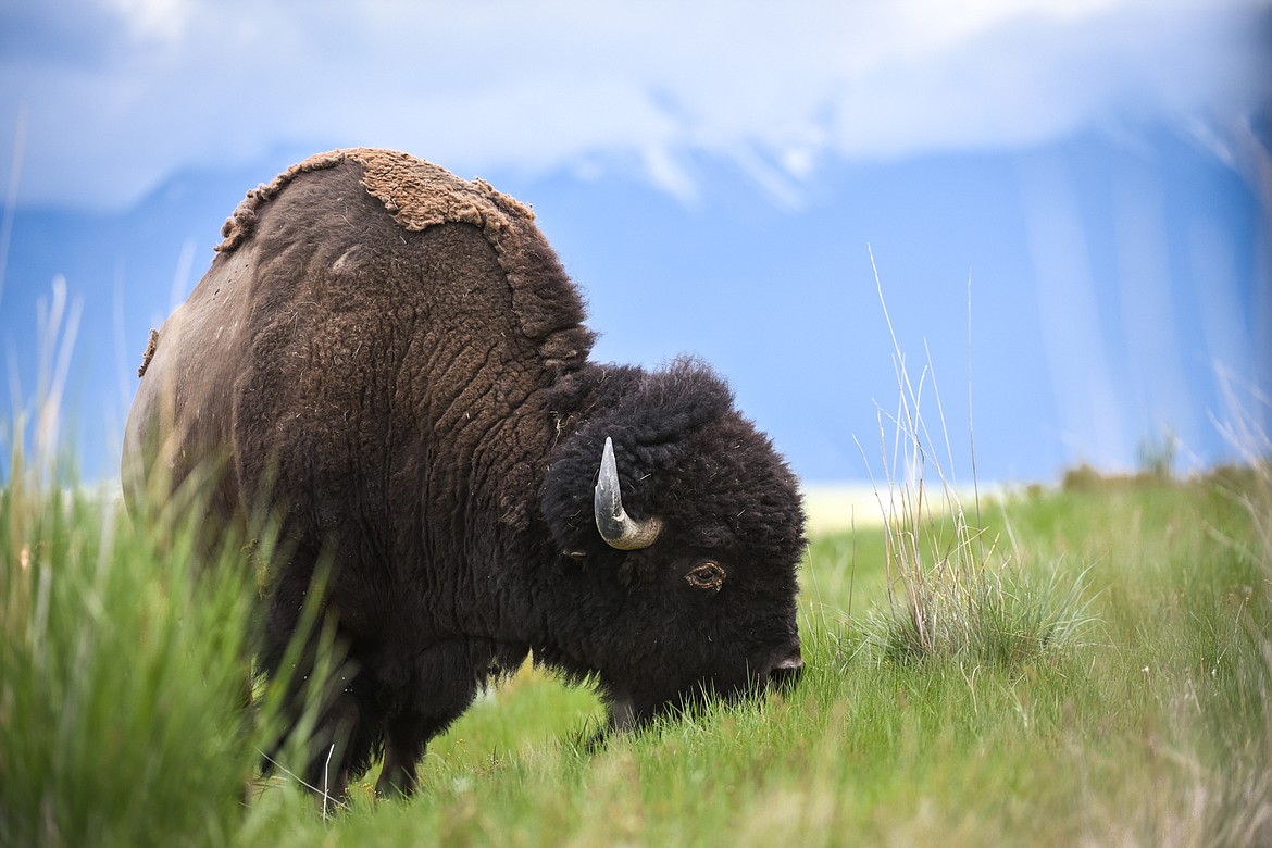 A bison grazes at the Bison Range in Moiese on Tuesday, May 18. (Casey Kreider/Daily Inter Lake)