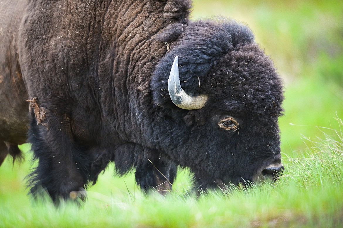 A bison grazes at the Bison Range in Moiese on Tuesday, May 18. (Casey Kreider/Daily Inter Lake)