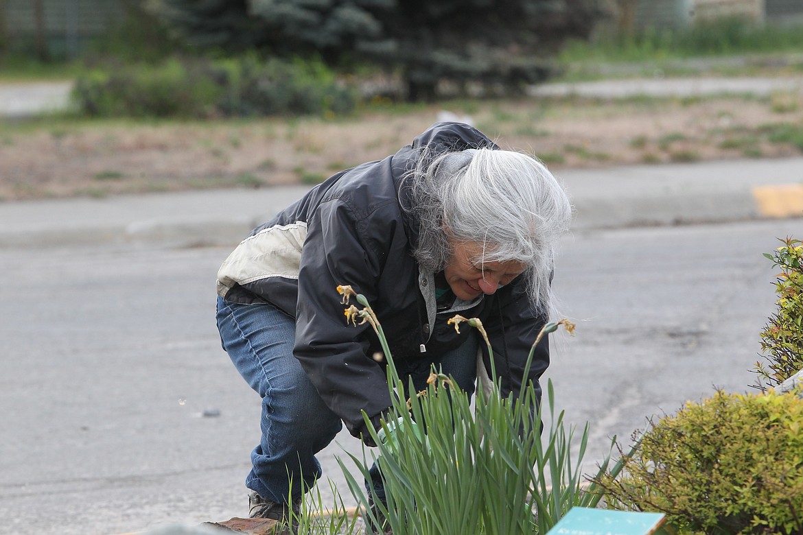 Donna Rios helps maintain the garden at eagle triangle on U.S. Highway 2 on May 18. The Avid Gardeners club has worked to keep the plot in good condition for 11 years. While struggling to grow their membership, the group holds upkeep events every month. (Will Langhorne/The Western News)
