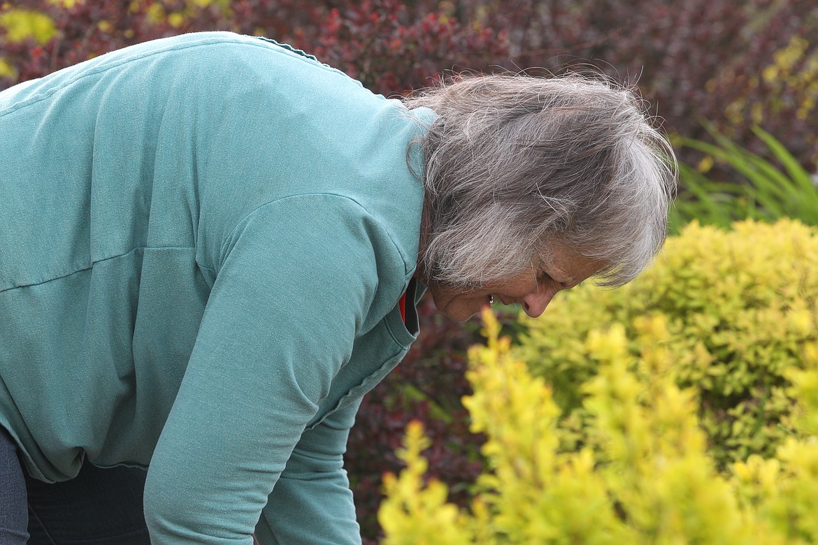 Cathy Yearout helps maintain the garden at eagle triangle on U.S. Highway 2 on May 18. Yearout said the Avid Gardeners club has worked to keep the plot in good condition for 11 years. While struggling to grow their membership, the group holds upkeep events every month. (Will Langhorne/The Western News)