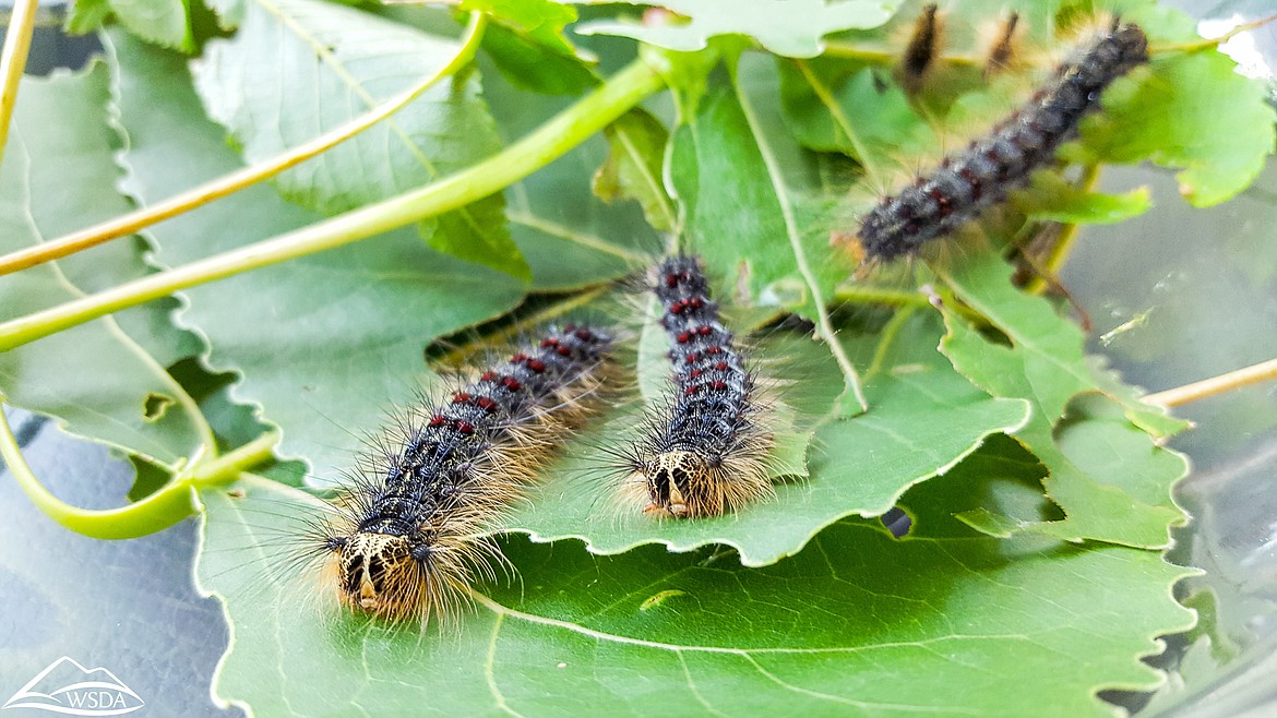 Gypsy moth caterpillars.