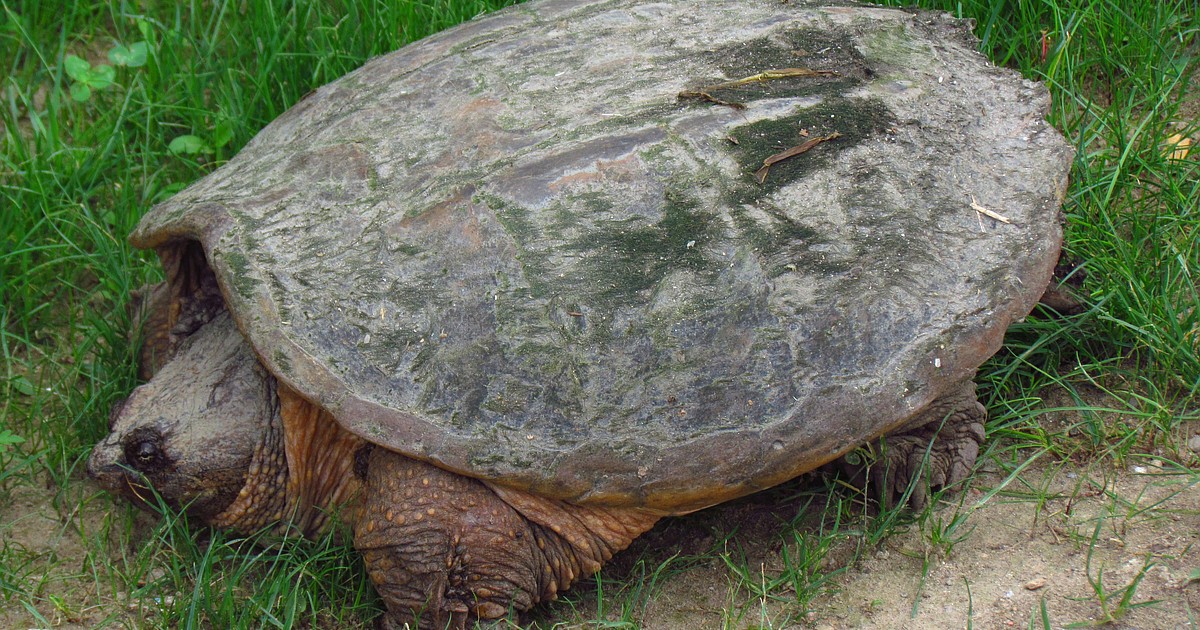 Snapping turtles reported in western Montana | Daily Inter Lake