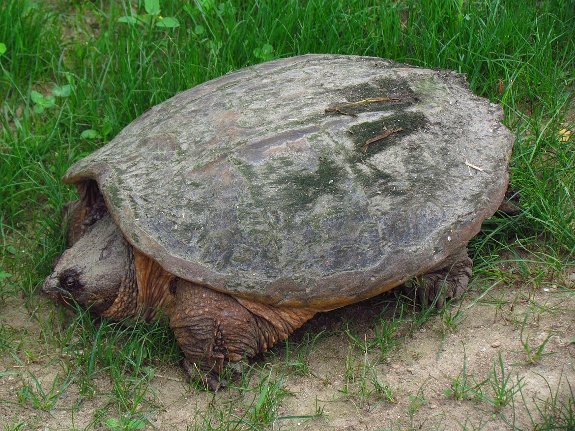 Snapping turtles reported in western Montana Daily Inter Lake