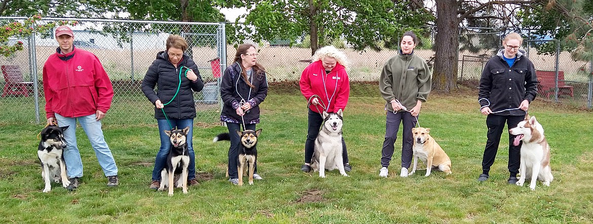 Photo courtesy Vicky Nelson
Five of the huskies up for adoption at the Kootenai Humane Society pose for a picture. From left: David Espen with Oso, a one-year-old Siberian husky; Juanita Trapp with Poppy, a nine-month-old Alaskan husky; Mary Powell with Doc, a nine-month-old Alaskan husky; Pearl Warner with Hunter, an eight-year-old Alaskan husky; Tessa Moreno with Princess, who is already adopted; and Chelsea Cosgrove with Miles, a one-year-old Siberian husky. The Huskies arrived Wednesday from Los Angeles, where they were rescued from overcrowded shelters. Poppy and Doc are brother and sister.