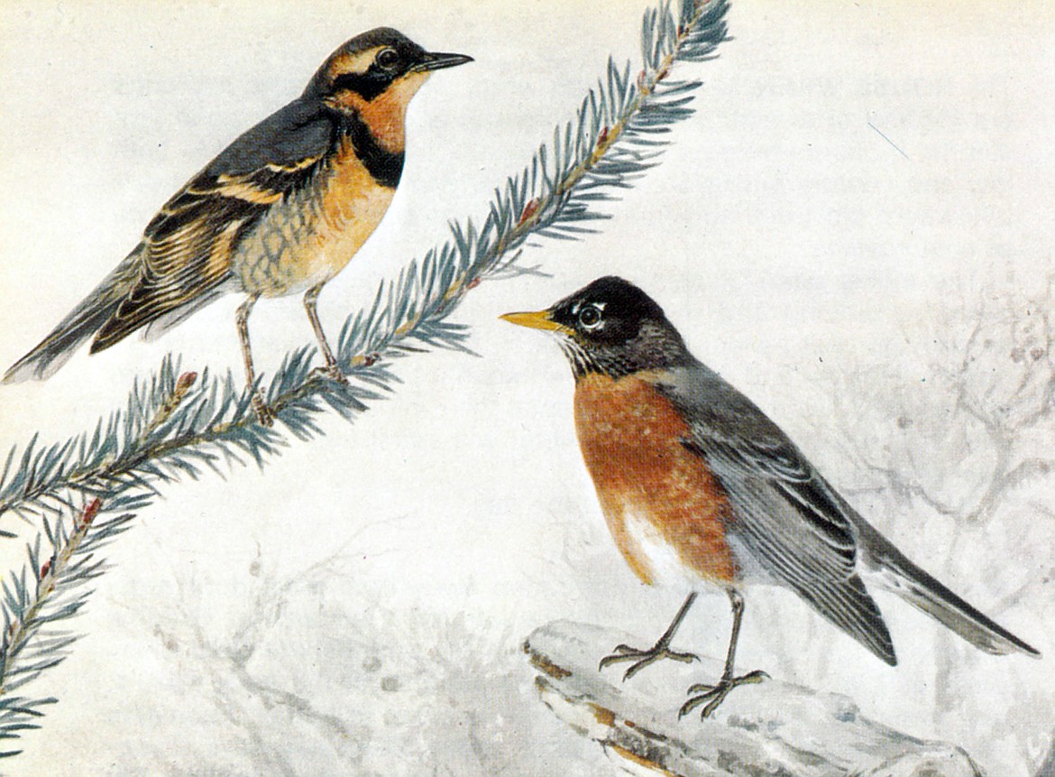 Two members of the Black and Orange songbird visitors — varied thrush, left, and American robin.