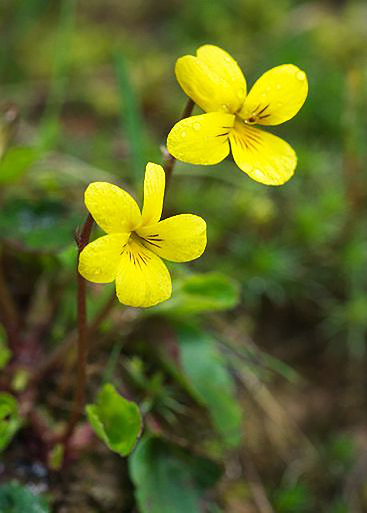 The five-petaled bright yellow flowers of Round-leaf violets appear in early spring with brownish-purple veins in the lower three petals.