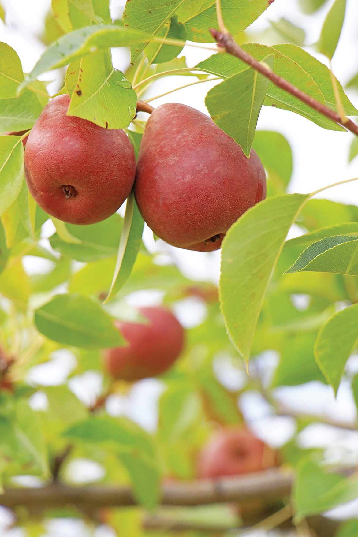 The Seckel Pear is just one of the many unique varieties of apples, pears, cherries and other stone fruits grown at the University of Idaho’s Sandpoint Organic Agriculture Center.