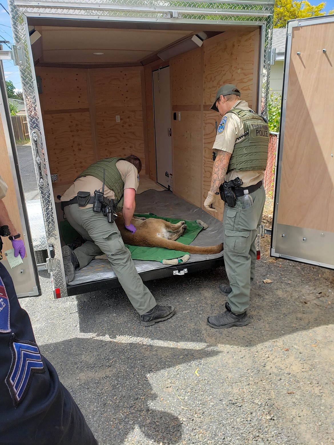 Police officers with the Washington Department of Fish and Wildlife get ready to transport a cougar caught in an Ephrata man’s home Tuesday.