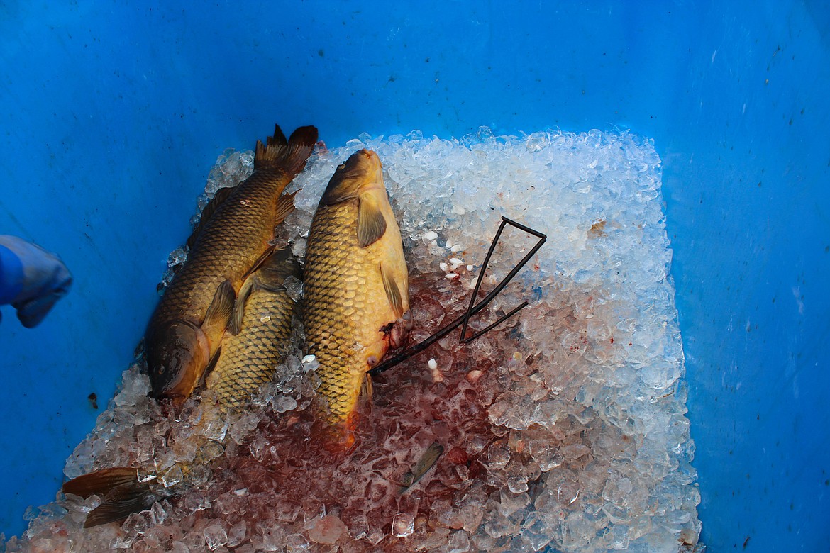 Harvest from the 2021 Moses Lake Carp Class Tournament put on by the Moses Lake Watershed Council, Grant County Conservation District and Washington Bowfishing Association to cut down on carp in Moses Lake.