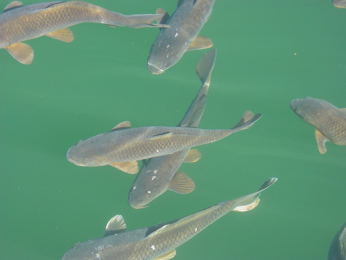 Common carp are found all over the world and can thrive almost anywhere.