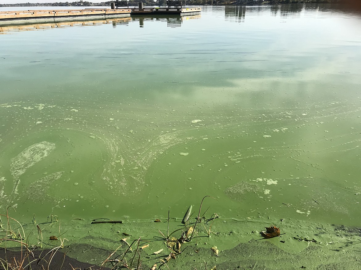 Moses Lake's blue-green algae (cyanobacteria) bloom occurs during sunny, calm weather when high concentrations of phosphorus and nitrogen are present in the water.