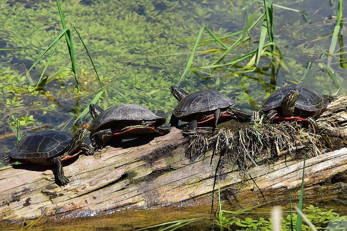 Turtles hang out in the sunshine in this photo from local photographer Robert Kalberg that he captured during recent "adventure drives" in the community.