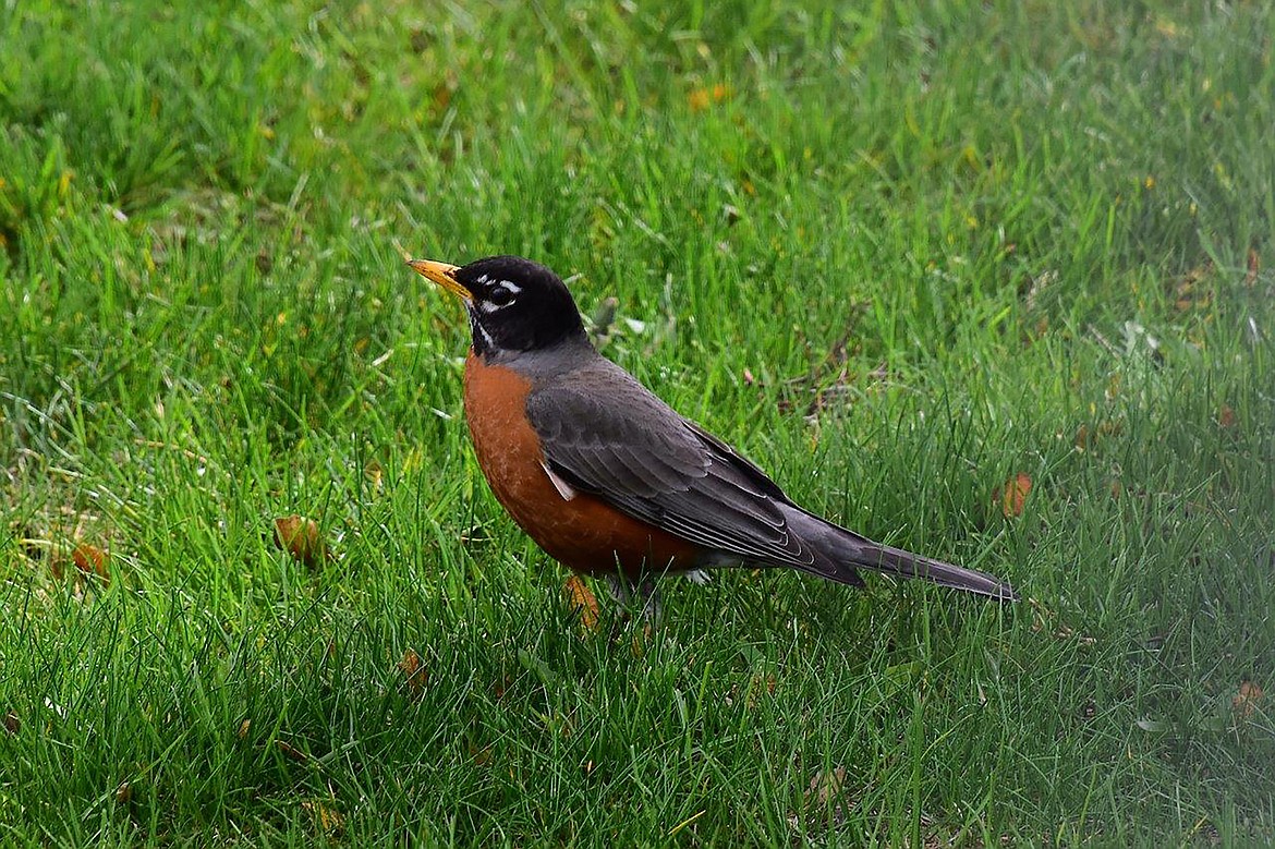 Local photographer Robert Kalberg captured this photo of a robin during a recent "adventure drive" in the community.