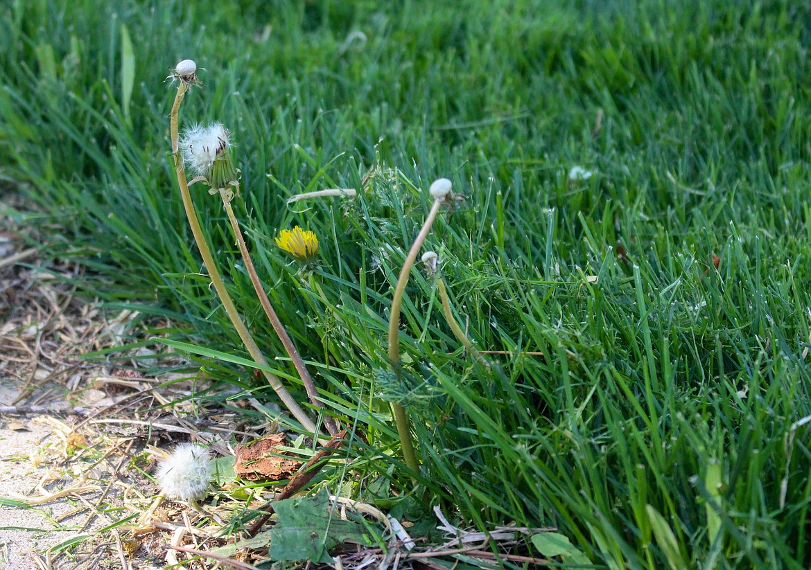Keeping a lawn a little taller and thicker can help keep weeds like these at bay by not giving them space to flourish.