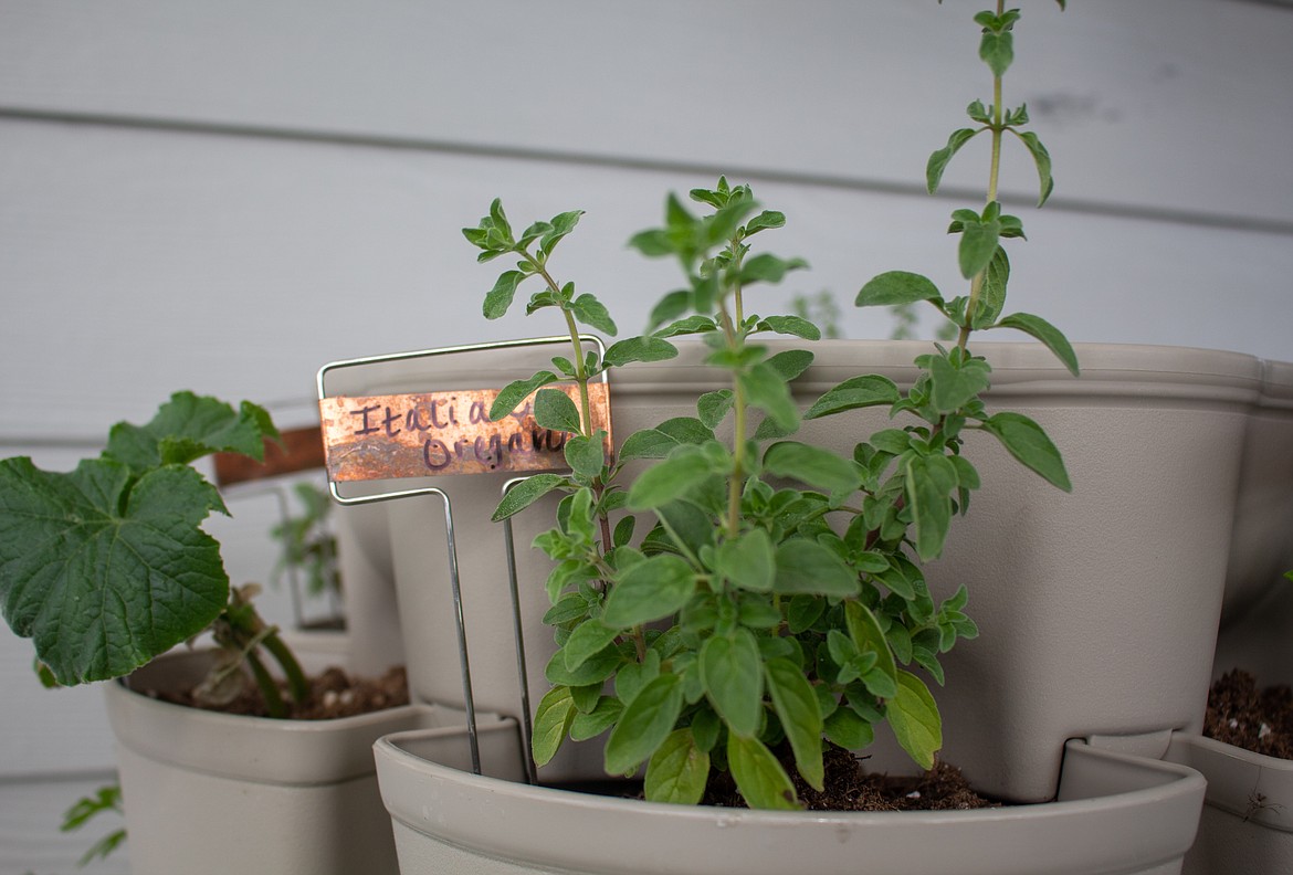 An Italian oregano plant is just one of a variety of herbs growing in Ekko Nash’s vertical planters outside her home in Moses Lake.