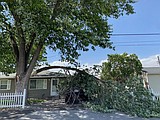 High winds blow down tree limbs, cause collisions