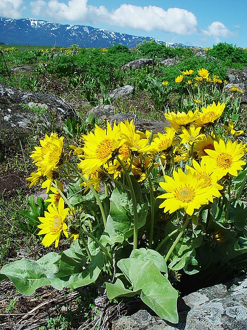 Arrowleaf Balsamroot brings splash of color to home | Bonner County ...