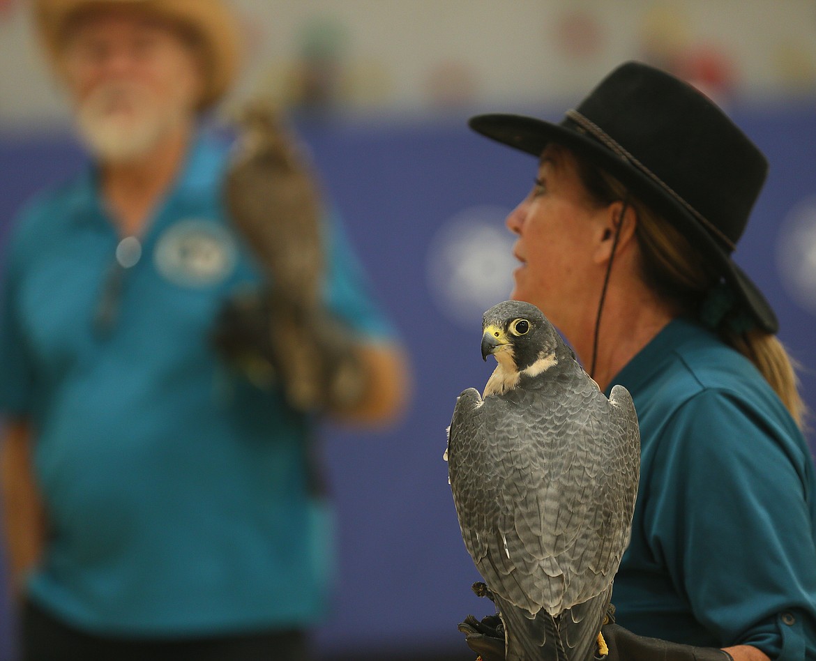 Luna, a peregrine falcon, is one of the educational birds who visited Northwest Expedition Academy on Friday with Birds of Prey Northwest, a nonprofit with the mission to educate the public about birds of prey through live raptor presentations and other outreach, and provide medical treatment to injured, sick and orphaned wild raptors with the goal of returning them to the wild.