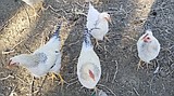 Mattawa updates chicken rules