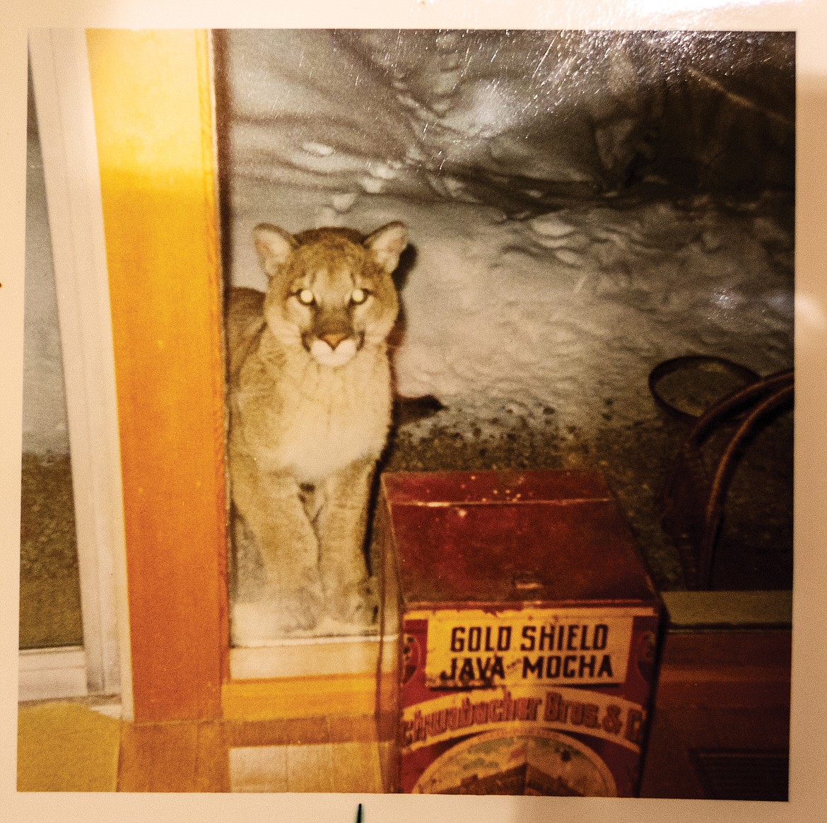 You never know what might show up at the Montana House. Here, a mountain lion looks into the window. (Photo provided)